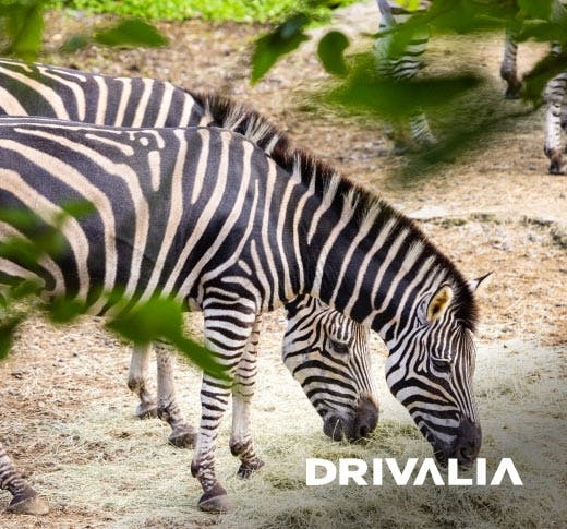 Drivalia